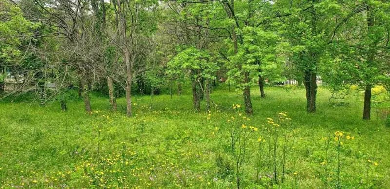 Prodaja, zemljište, 749m², Petrovac, Budva