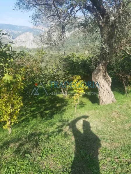 Haus in Stari Bar mit Olivenhain