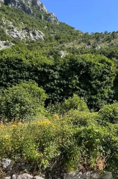 Tudorović'te kentsel arsa – 503 m2 — 71.000 euro