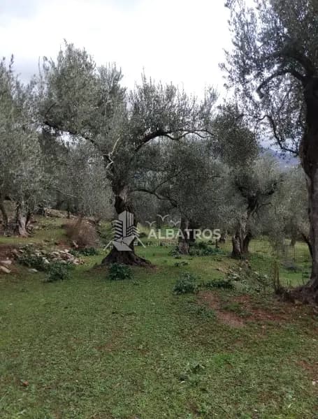 OLIVE GROVE IN KURILO